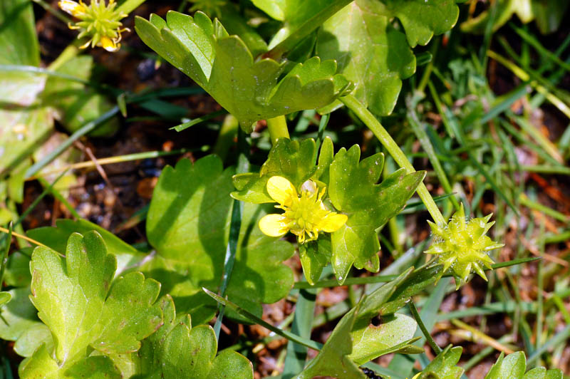 Ranunculus muricatus / Ranuncolo spinoso